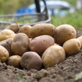 ziemniaki irga 15 kg worek dostawa Warszawa