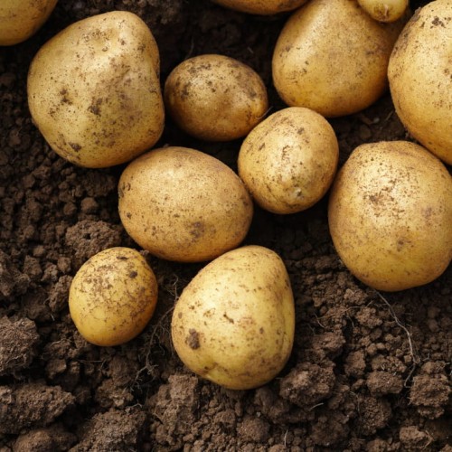 świeże ziemniaki odmiana melodia 1 kg sklep Warszawa