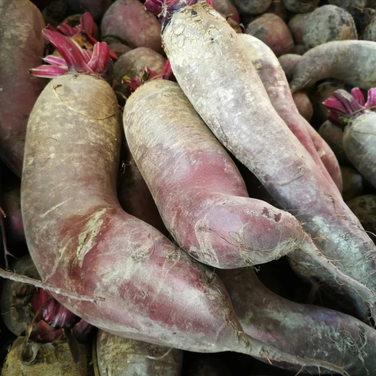 świeże buraki podłużne 1 kg sklep warzywny Warszawa
