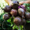 świeże buraki okrągłe 1 kg sklep warzywny Warszawa
