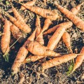 świeża marchew z ziemią 1 kg sklep warzywny Warszawa