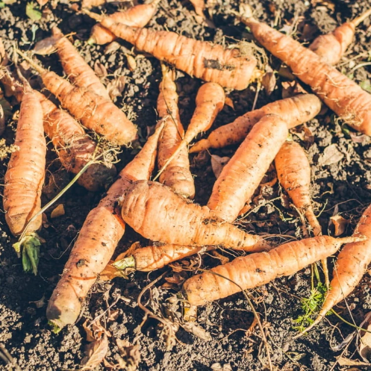 świeża marchew z ziemią 1 kg sklep warzywny Warszawa