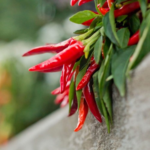 świeża papryka chili 1 szt sklep warzywny Warszawa