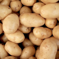 Fasolka (8).png