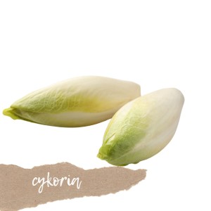 Cykoria 1 szt.