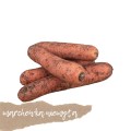 marchew naturalna z ziemią 1 kg na wagę Warszawa