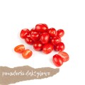 pomidorki cherry daktylowe 500 g świeże Warszawa