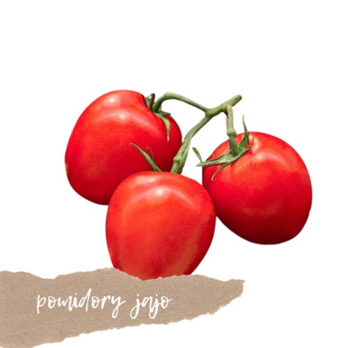 pomidory jajo