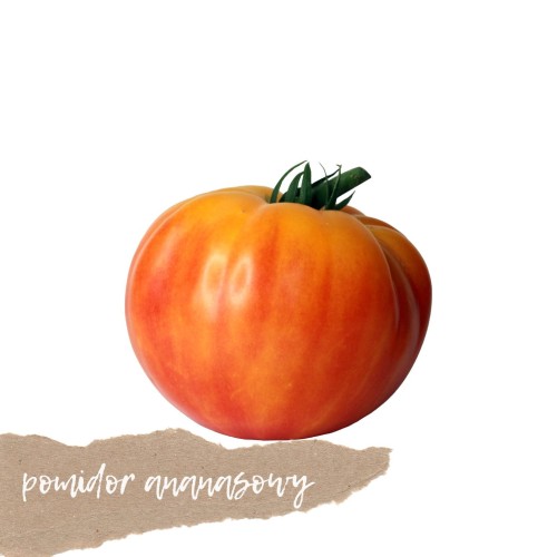 pomidor ananasowy 1 kg świeży Warszawa