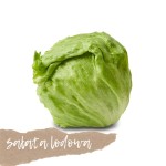 Sałata lodowa 1 szt.