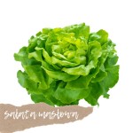 Sałata masłowa 1 szt.