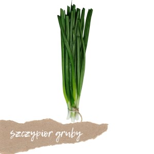 Szczypior gruby 1 szt.