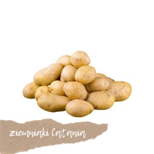 Ziemniaki odmiana CATANIA 1kg  