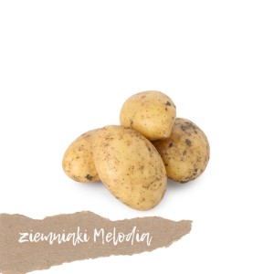 Ziemniaki odmiana MELODIA 15kg 