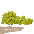 winogrono zielone