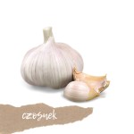Czosnek polski odmiana Harnaś 1 szt. 