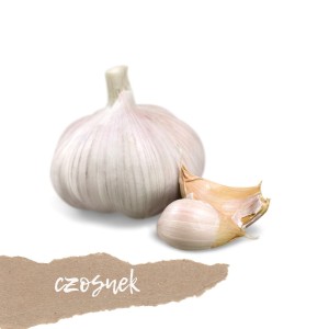 Czosnek polski odmiana Harnaś 1 szt. 