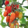 świeże pomidory cherry daktylowe 100 g sklep Warszawa