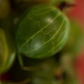 DSC00753.JPG