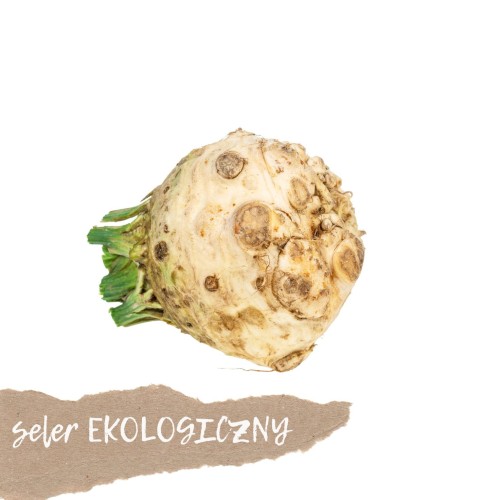 seler ekologiczny 1 szt świeży Warszawa