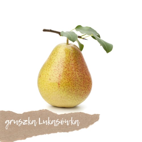 gruszka-lukasowka