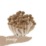 Grzyby Shimeji świeże 150g
