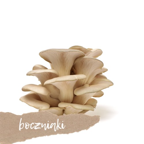 świeże boczniaki 200 g sklep warzywny Warszawa