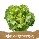 Sałata karbowana 1 szt.