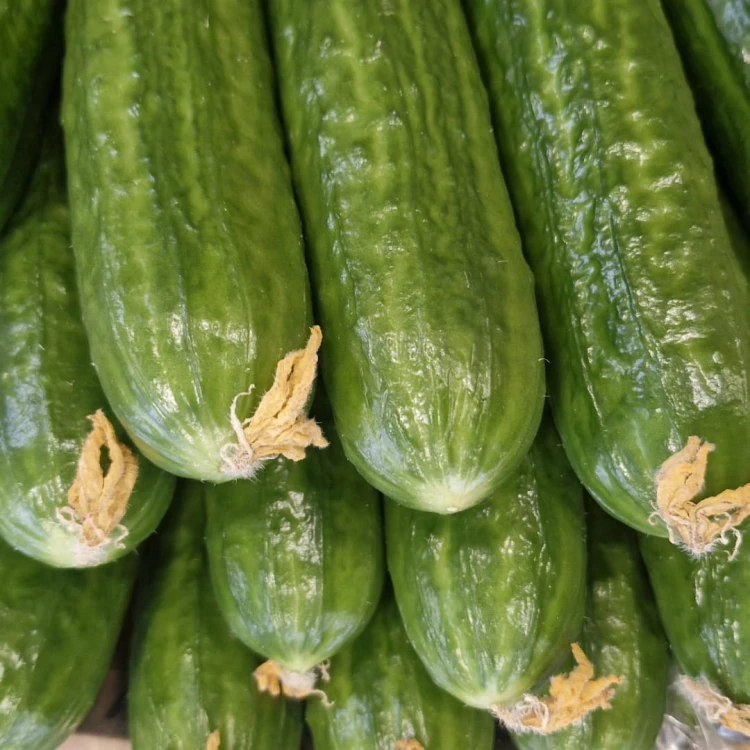 ogórek polski 1 kg świeży dostawa Warszawa