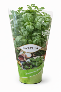 Bazylia w doniczce 1 szt.  