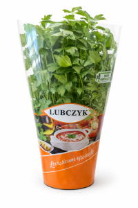 Lubczyk w doniczce 1 szt.  