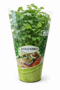 Kolendra w doniczce 1 szt. 