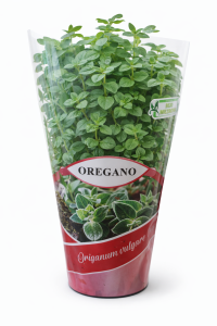 Oregano w doniczce 1 szt. 