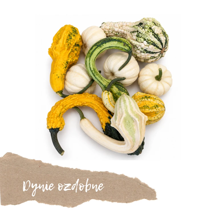 dynie ozdobne mix