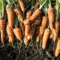 marchew ekologiczna 1 kg świeża Warszawa