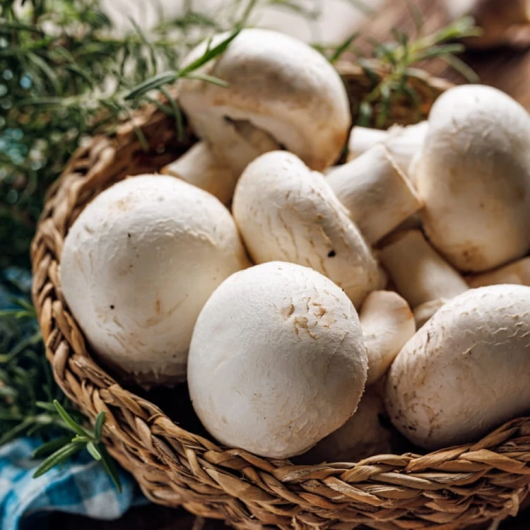 pieczarka biała 500 g świeża Warszawa
