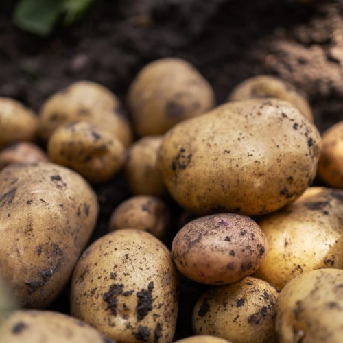 świeże ziemniaki odmiana irga 1 kg sklep Warszawa